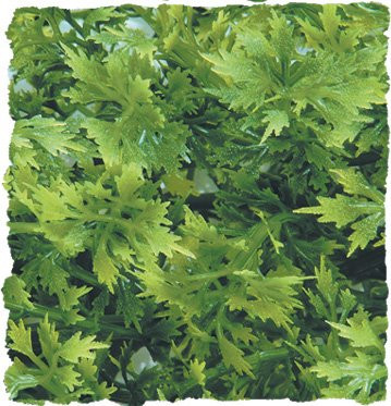 Zoo Med Australian Maple - Přírodní keřová rostlina