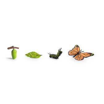 Motýľ a jeho rastový vývoj