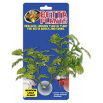 Betta Plant - rastlinka na sklo